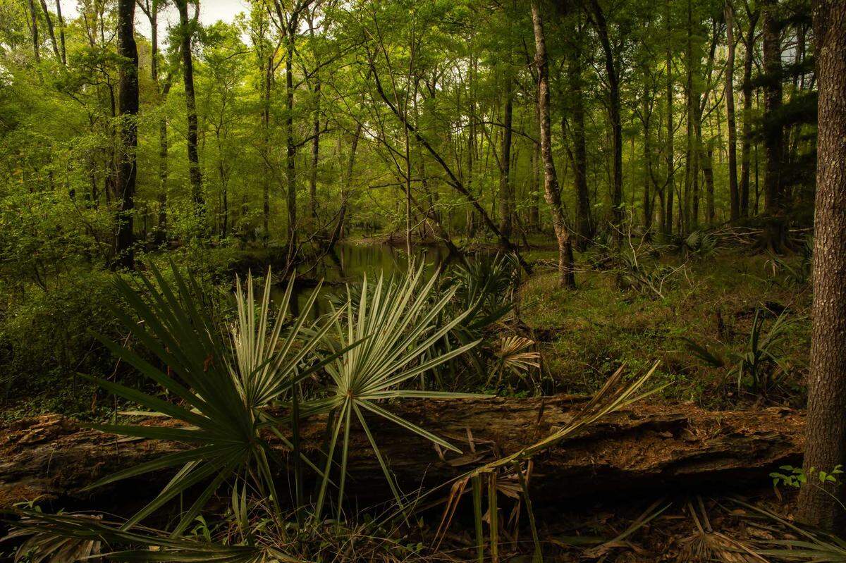 The Open Space Institute purchased a 3,800-acre property in Jasper County for $16 million this week. The land will be preserved and protected for public use.&nbsp;