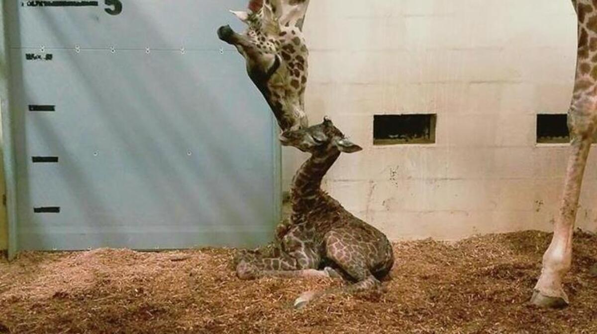 Autumn, the Greenville, S.C., Zoo’s 12-year-old Masai giraffe, gave birth at 11:52 a.m. Wednesday. The zoo invites the public to submit names for the calf through noon Thursday.