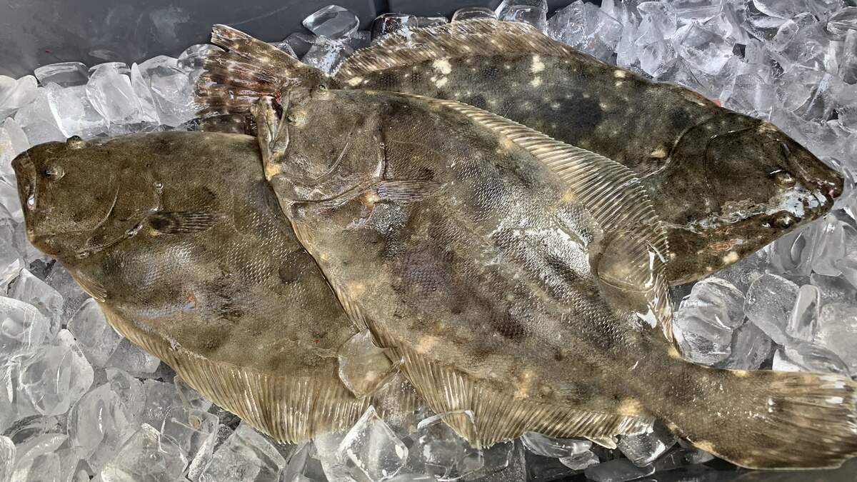 These three flounder came from one spot I found while exploring. I labeled it “Super Secret” In my journal.