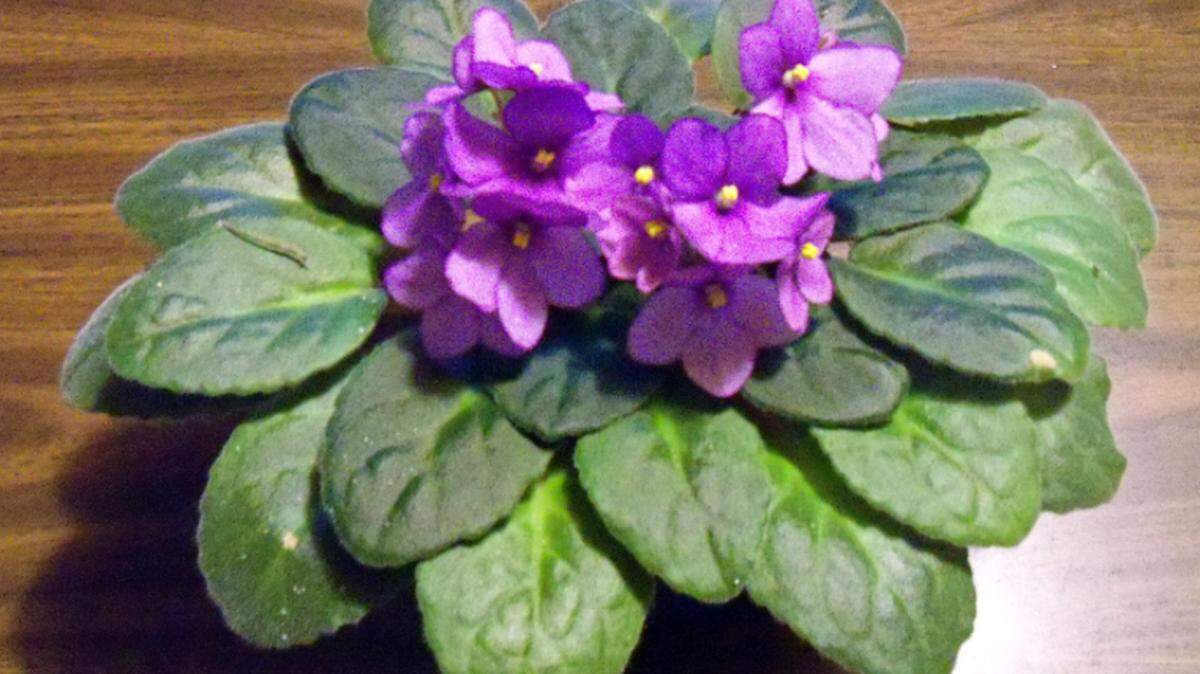 An African violet shows off its blooms.