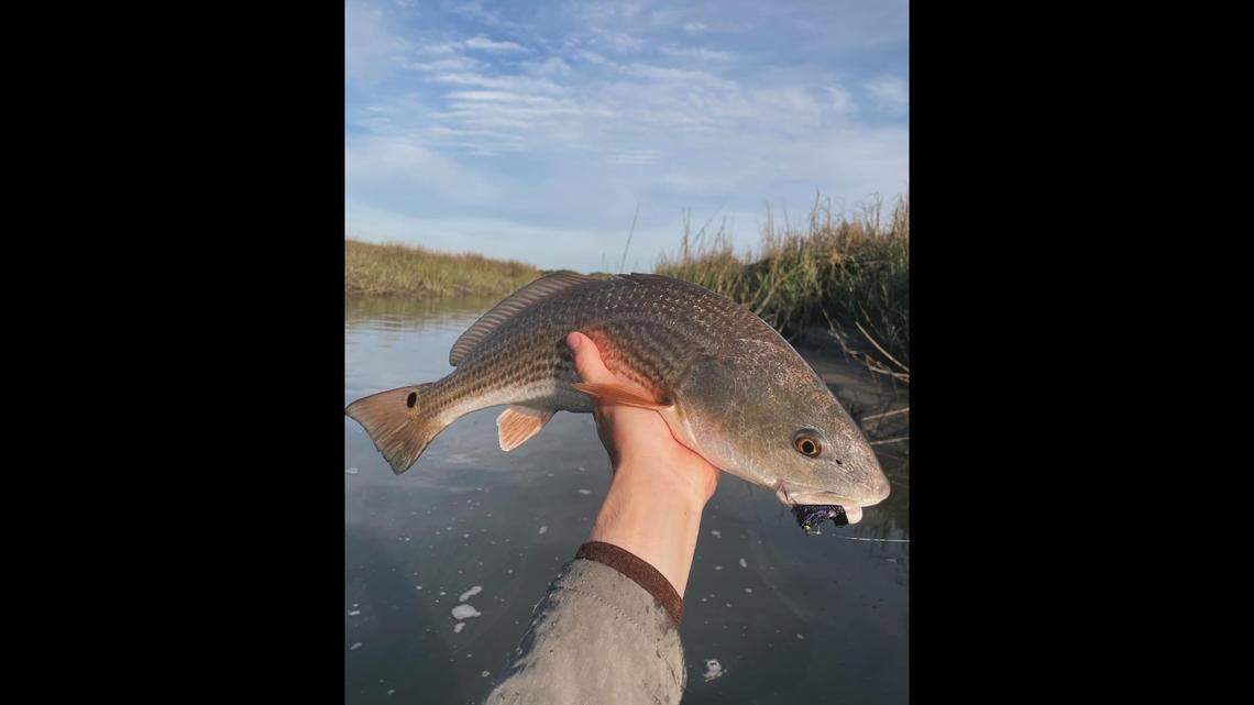 Redfish populations are declining, according to the South Carolina Department of Natural Resources..