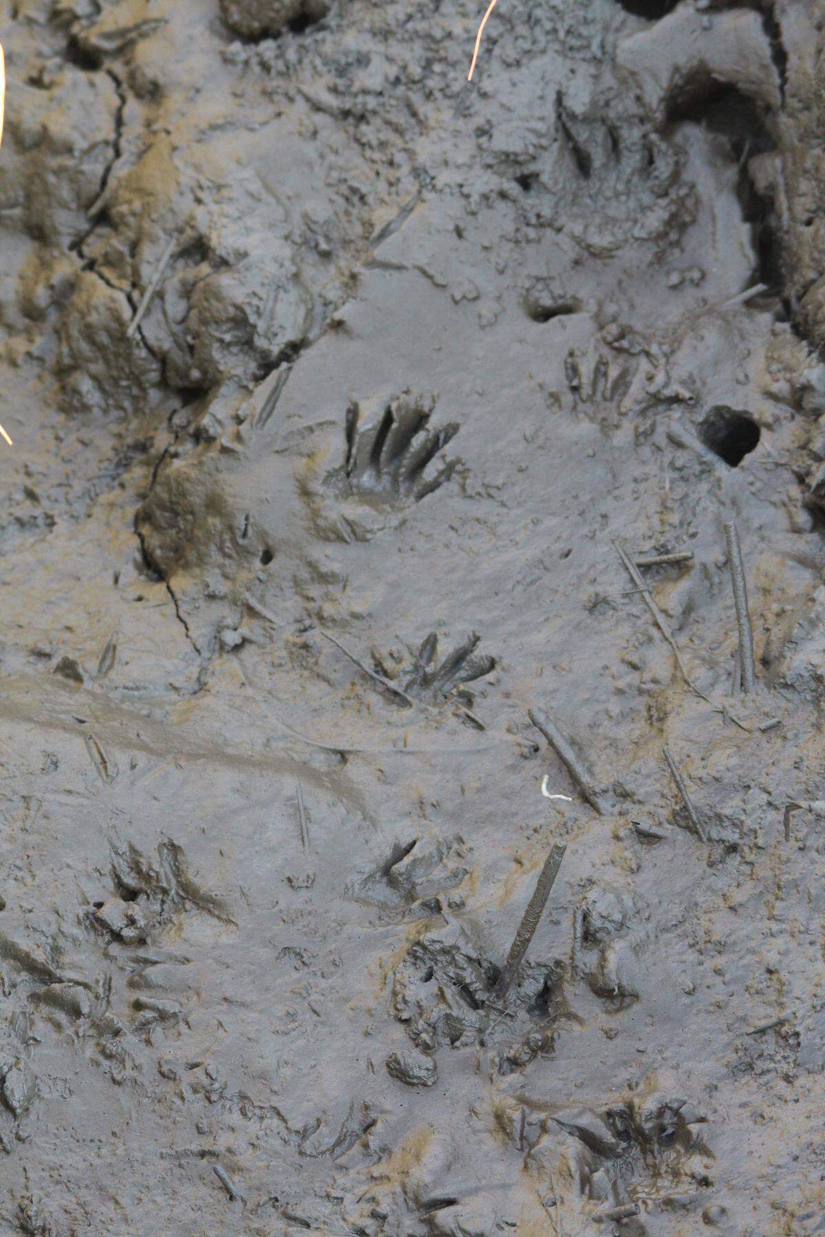 A raccoon left its track in the pluff mud near the end of the marsh boardwalk trail at Hunting Island State Park.