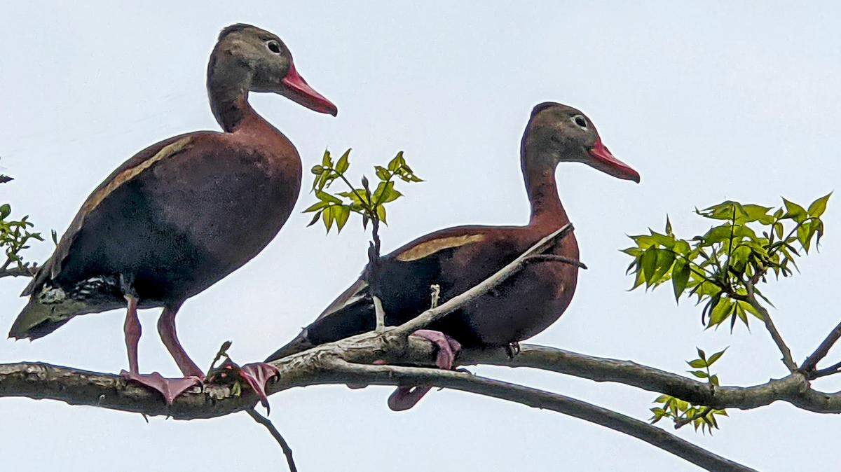 Black-bellied Whistling-Ducks often perch in trees.