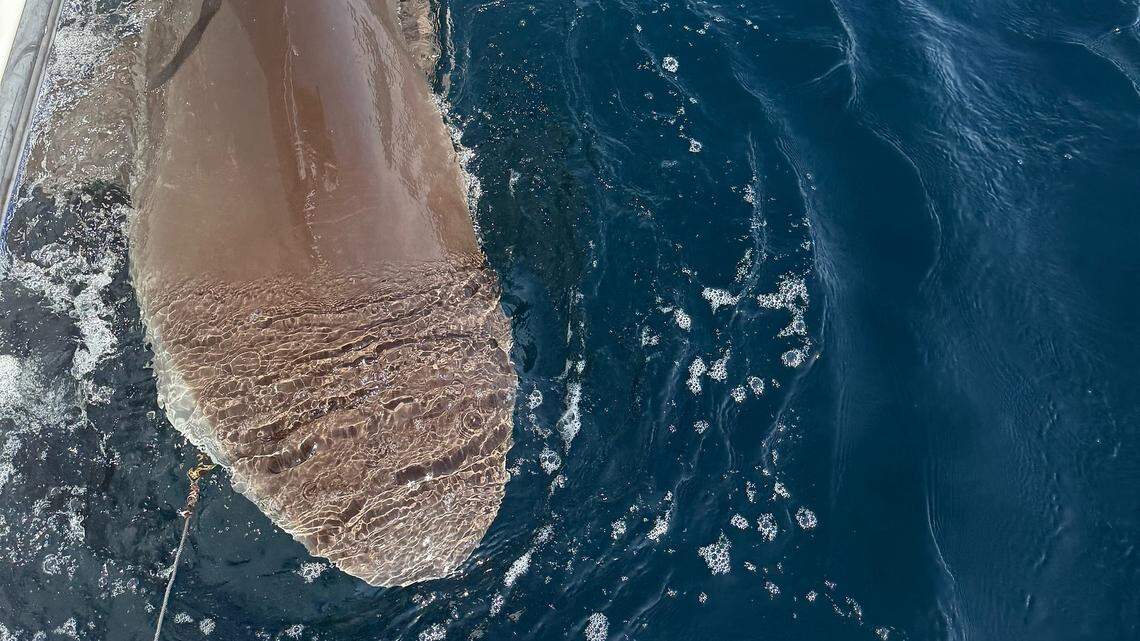 Threatened shark swimming off the coast of St. Helena Island