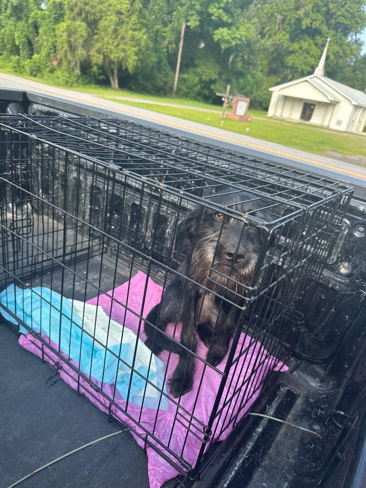 Otis Sheldon in his crate when Caylor Romines found him.