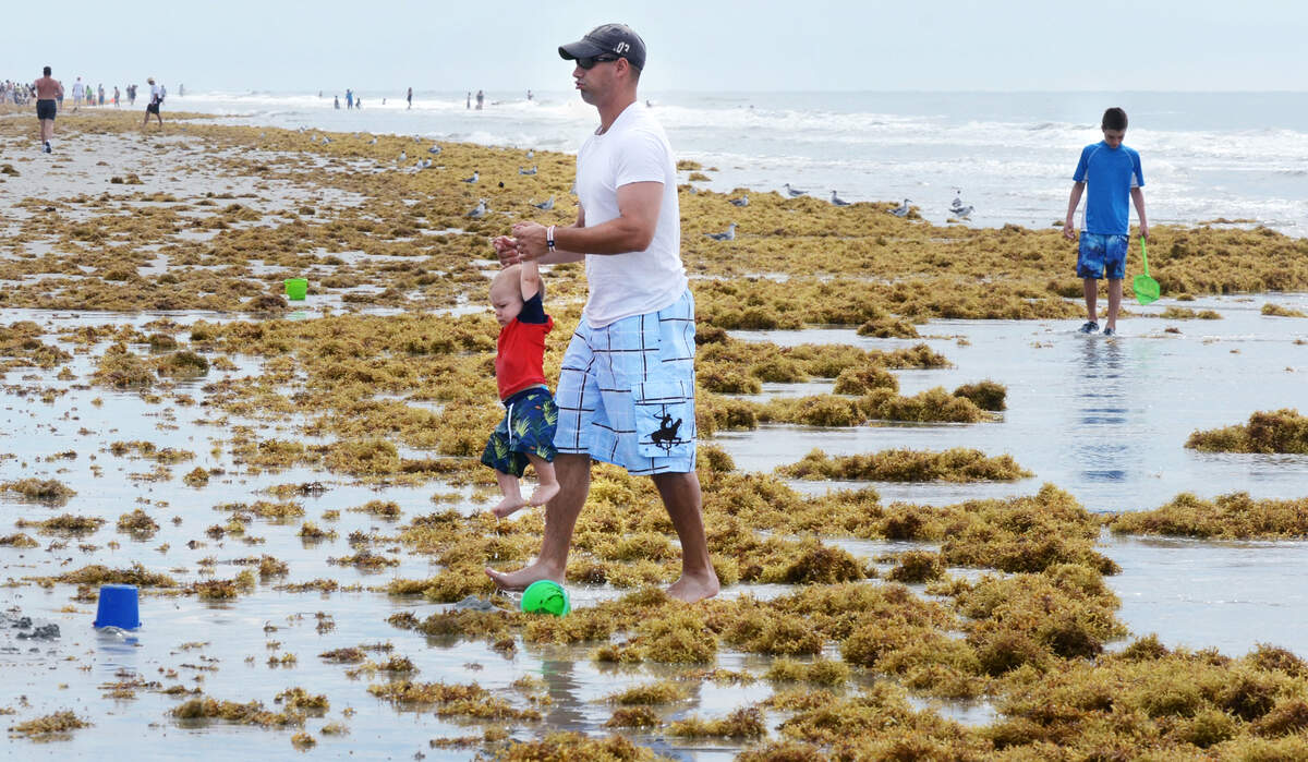 In this 2018 file photo, beachgoer Joe Whitham, of Anderson, S.C., carries his 1-year-old son, Garrett, across a mass of sargassum on Friday morning. The seaweed, which grows far out at sea and is occasionally blown to shore on strong easterly winds, was washing up on the beach of Hilton Head Island on the high tide. “My older son doesn’t like it, he doesn’t like it on his feet,” said Joe of the spongy masses of seaweed. “We keep telling him its grass.”