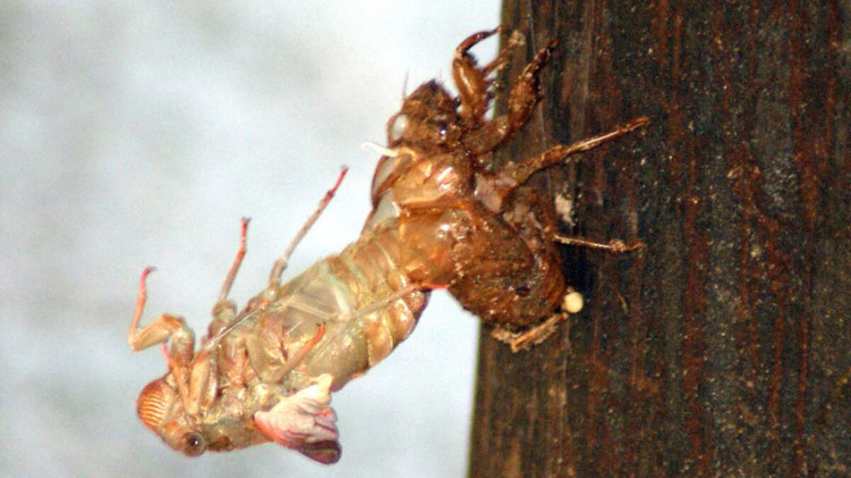 A cicada nymph emerges from its exoskeleton shell.