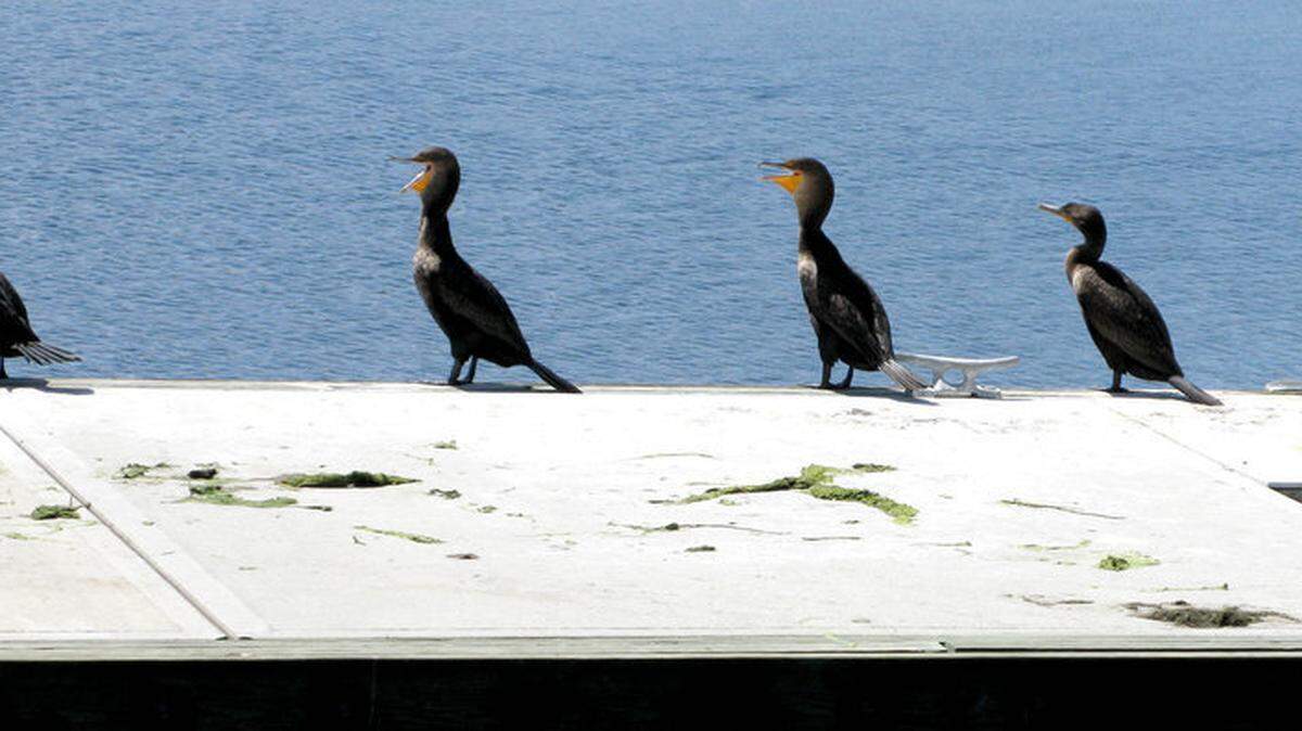 Mike Rush from Chicago took this photo of cormorants all lined up at Jarvis Creek Park when he came down to visit his mother in September 2009. 