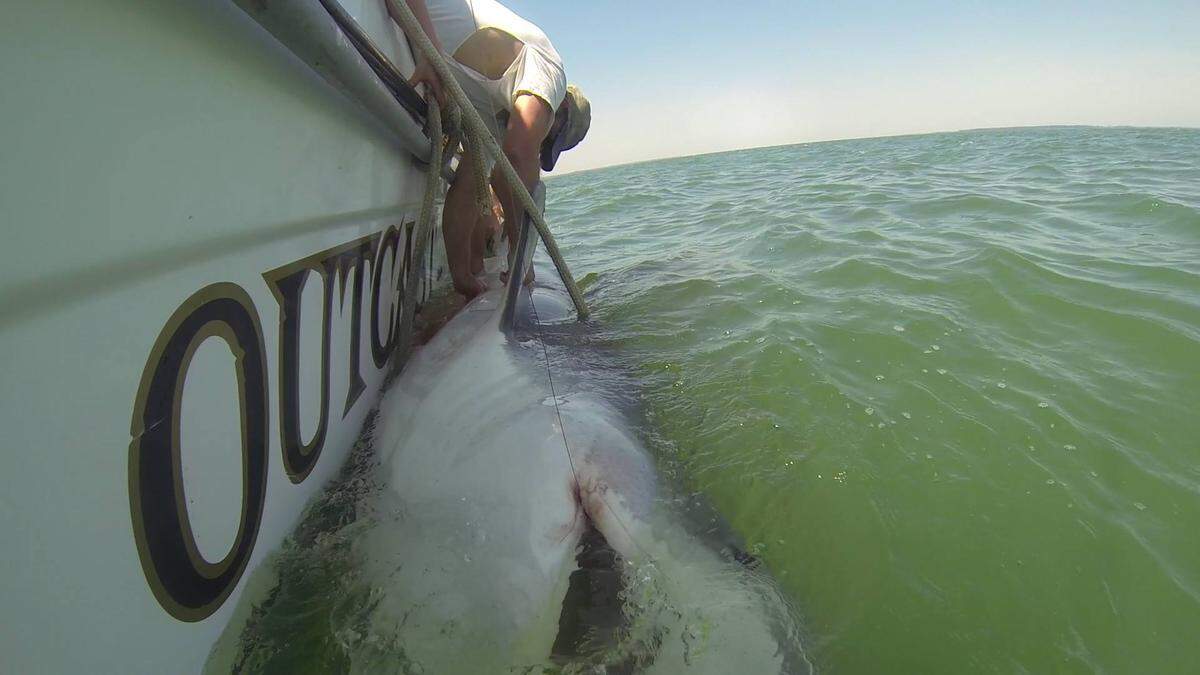 Tiger shark off the Hilton Head coast