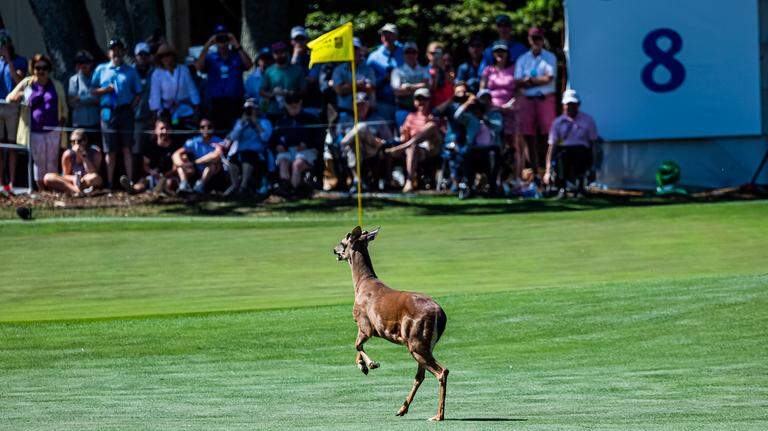 Spectators surprised when deer makes appearance on course at RBC Heritage