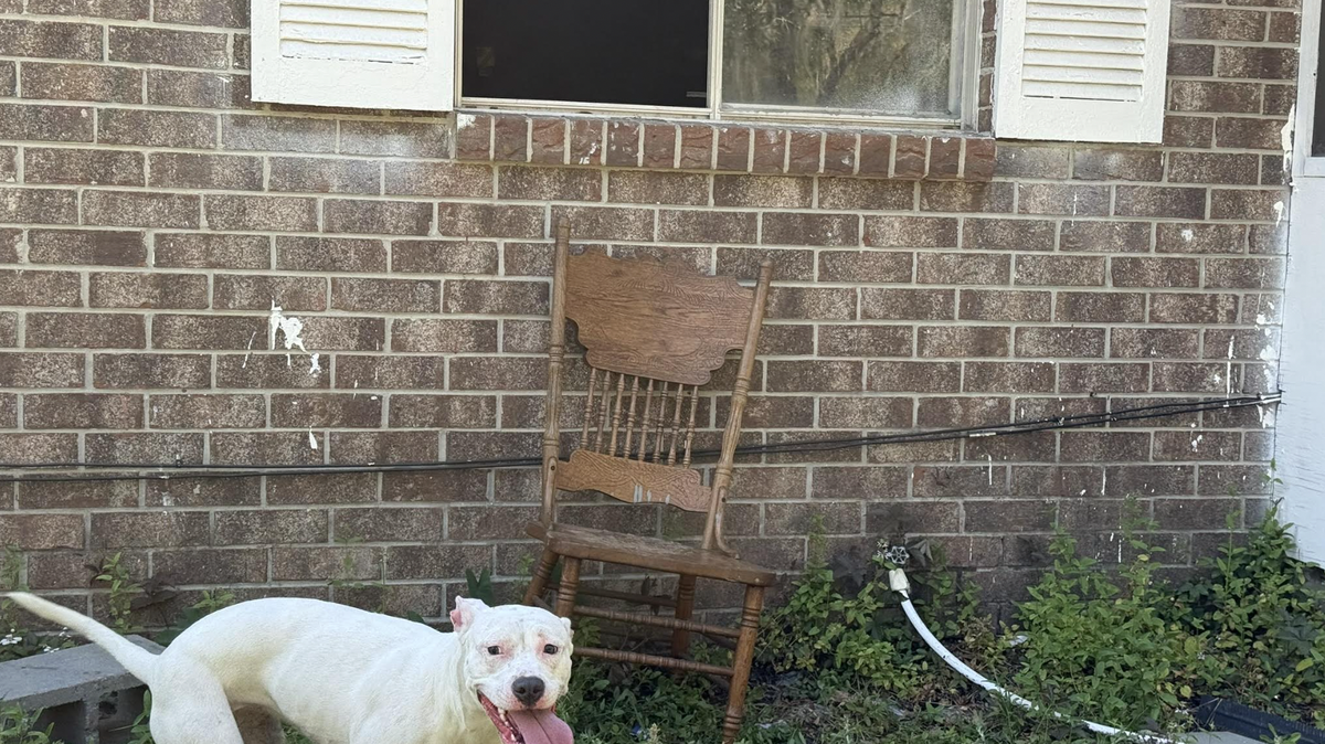 Four dogs were rescued from a Friday afternoon fire on Carolina Avenue in Grays Hill.