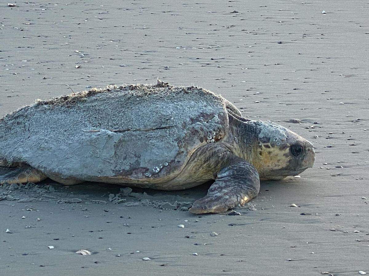 A loggerhead sea turtle returns to the ocean after nesting on Hunting Island.