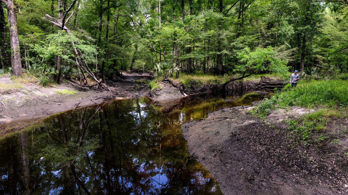 The Slater Tract is a diverse ecosystem of sandy soils and lush, hardwood forests as seen in this photo taken on June 2, 2021 and is located along the Coosawatchie River in Jasper County, S.C. About 5,000 acres are now protected from development after the Open Space Institute purchased the property beginning in 2021.