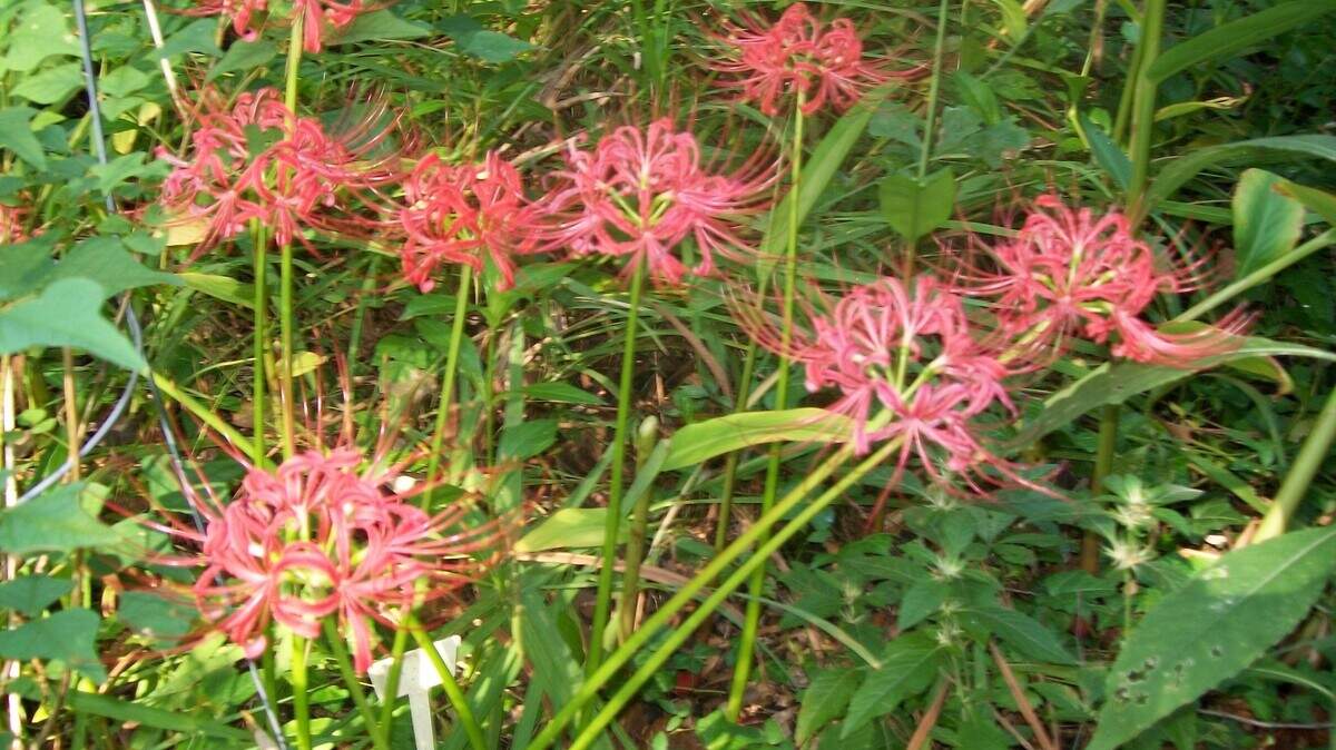 Three red spider lilies planted two years ago have spread to eight.