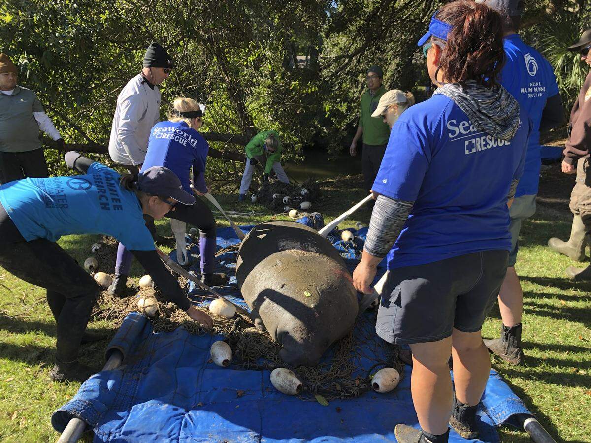 Wilson, a 856-pound manatee, was rescued from a lagoon Palmetto Dunes in Palmetto Dunes on Nov. 1. She is being cared for at Sea World in Orlando before being released back into the wild. 