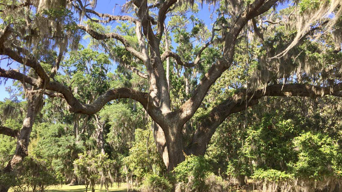 ‘Johnny Appleseed Provision’: Pro-development? Me? How Lowcountry can do it better | Opinion