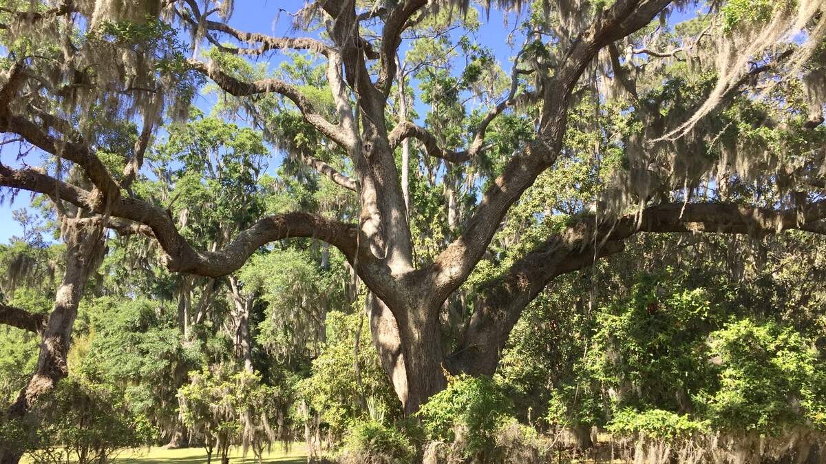 Listen to this plan to give future generations more beautiful live oaks in the South Carolina Lowcountry.
