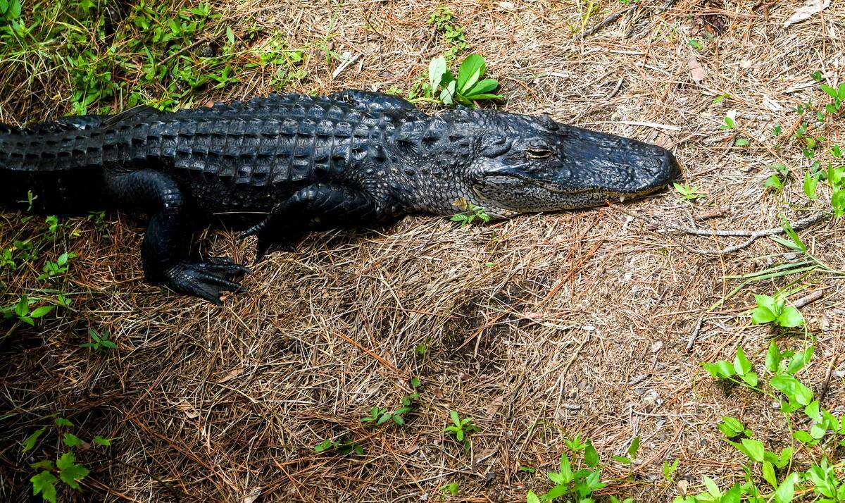 An alligator rests waiting for the sun to reappear on the bank near the fishing dock at Jarvis Creek Park on Monday, Aug. 22, 2022 on Hilton Head Island.