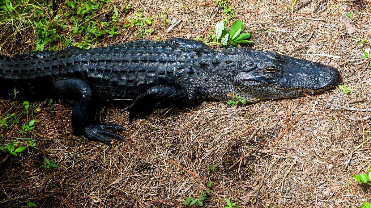 An alligator rests waiting for the sun to reappear on the bank near the fishing dock at Jarvis Creek Park on Monday, Aug. 22, 2022 on Hilton Head Island.
