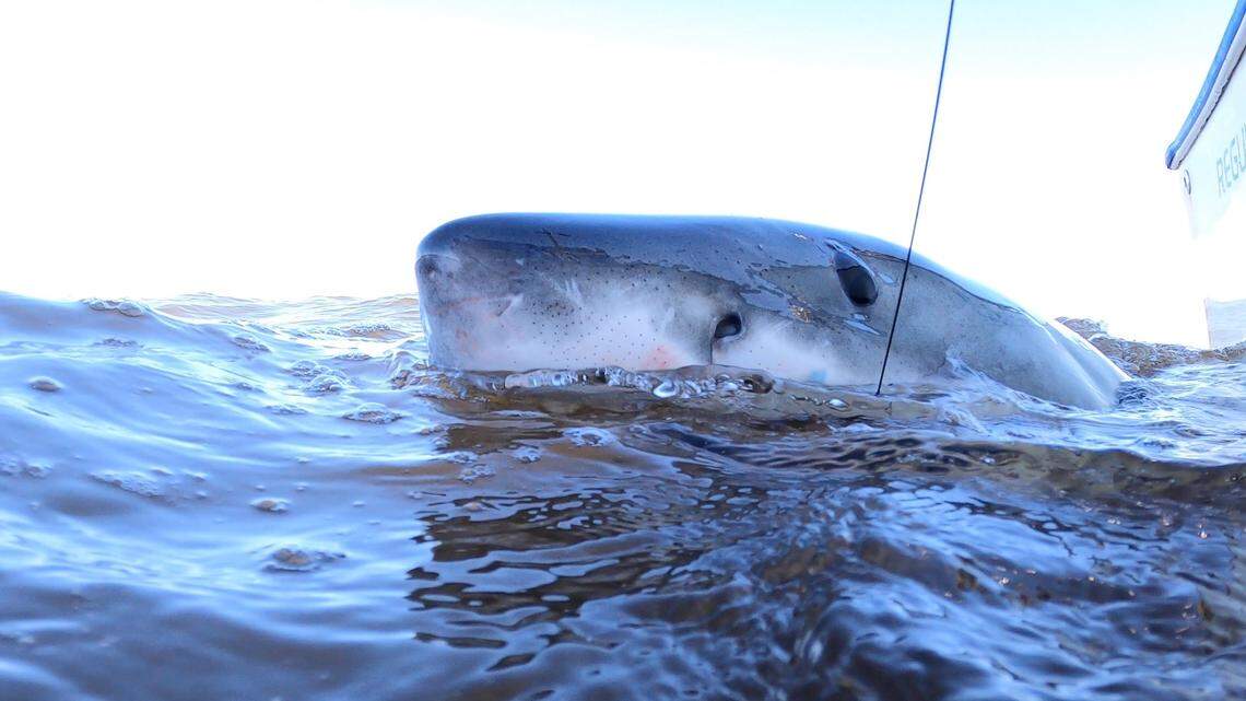 Shark Week features great whites in feeding frenzy off Hilton Head. Here’s when to watch