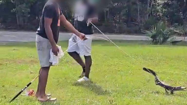 What are the penalties for gator mistreatment in Beaufort Co? Here’s what state law says