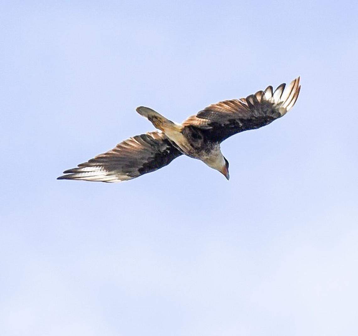 A Crested Caracara cruises over Harbor Island earlier this month. The falcons are primarily found in Mexico and Central and South America as well as south Florida and southern Texas. They are also called Mexican eagle.