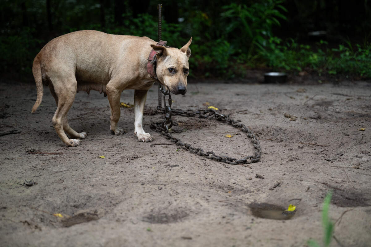 Photos show chained dogs rescued from SC dog fighting ring 