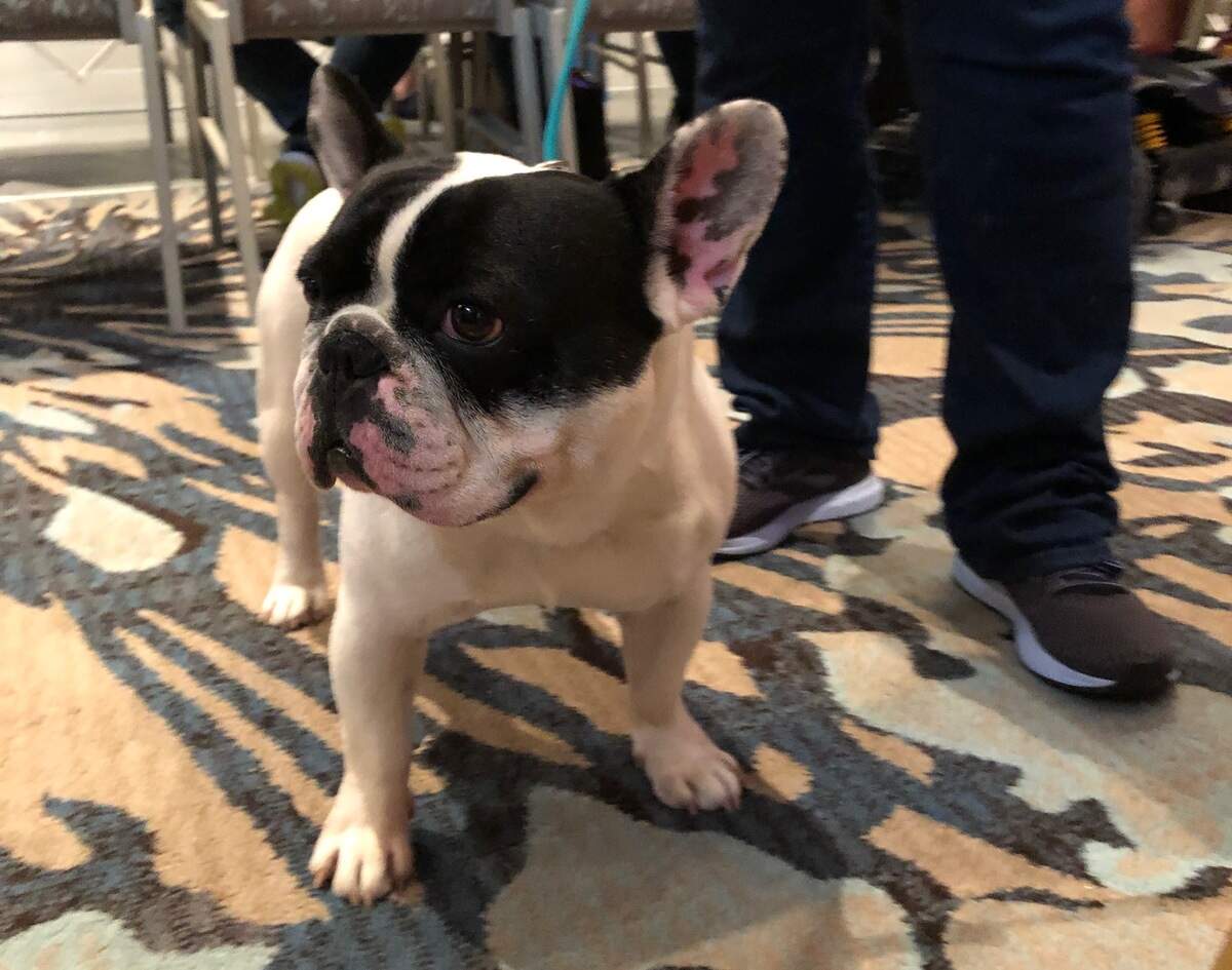 A French bulldog waits on the sidelines with his owner at the French Bull Dog Club of America’s National Specialty Tuesday afternoon on Hilton Head Island.
