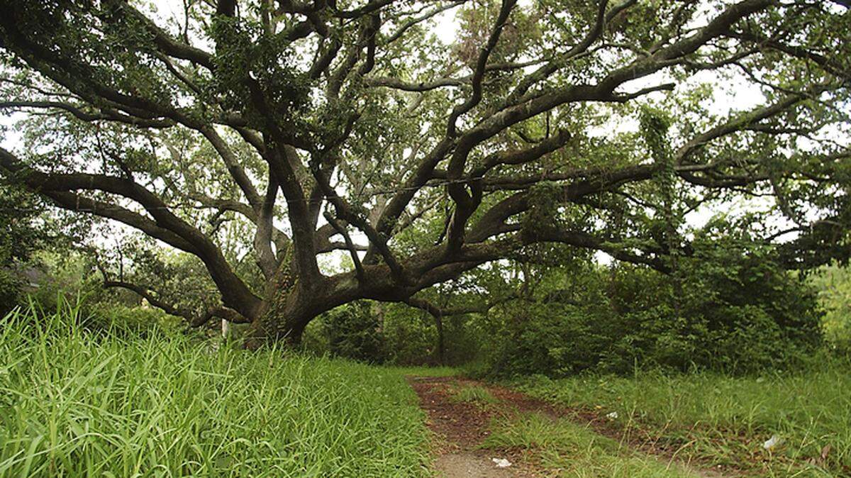 The Lowcountry has been defined by its live oak trees since the beginning of recorded history.