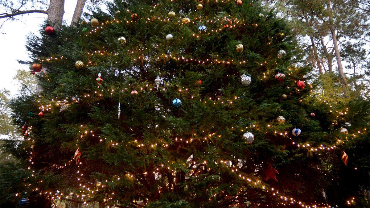 Hilton Head's official Christmas tree glows brightly after being turned on during Saturday's Community Christmas Tree Lighting.