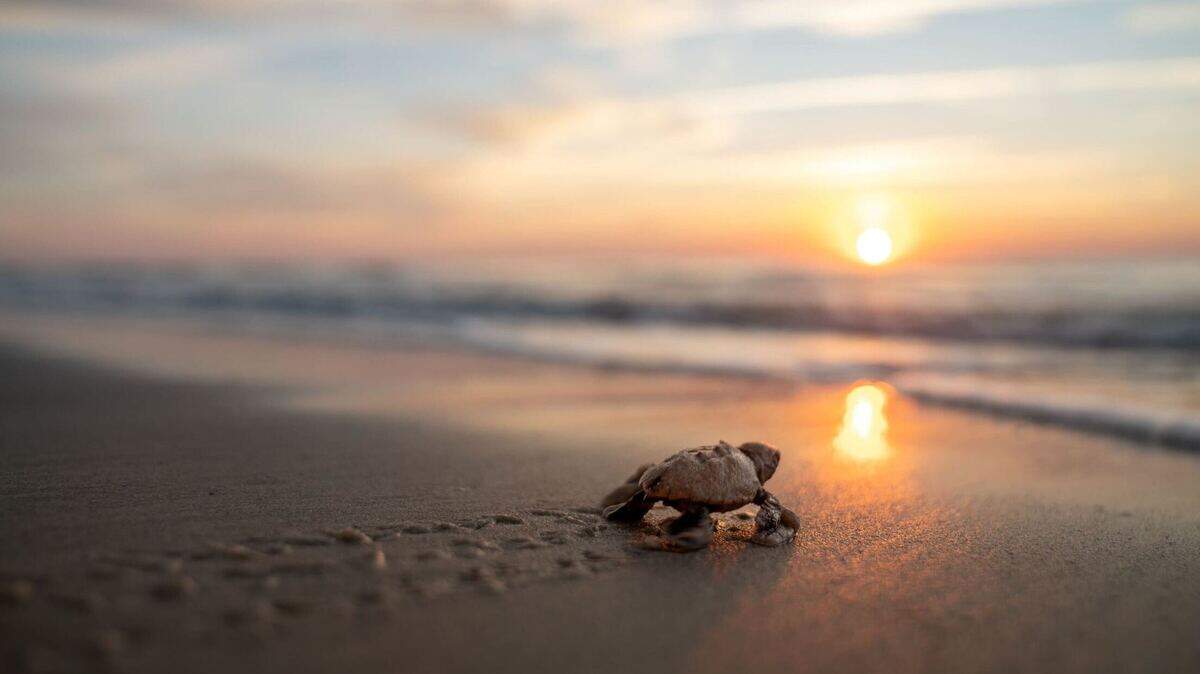 Nearly 350 sea turtles nested on Hilton Head Island this year. Each nest has an average of 120 eggs.