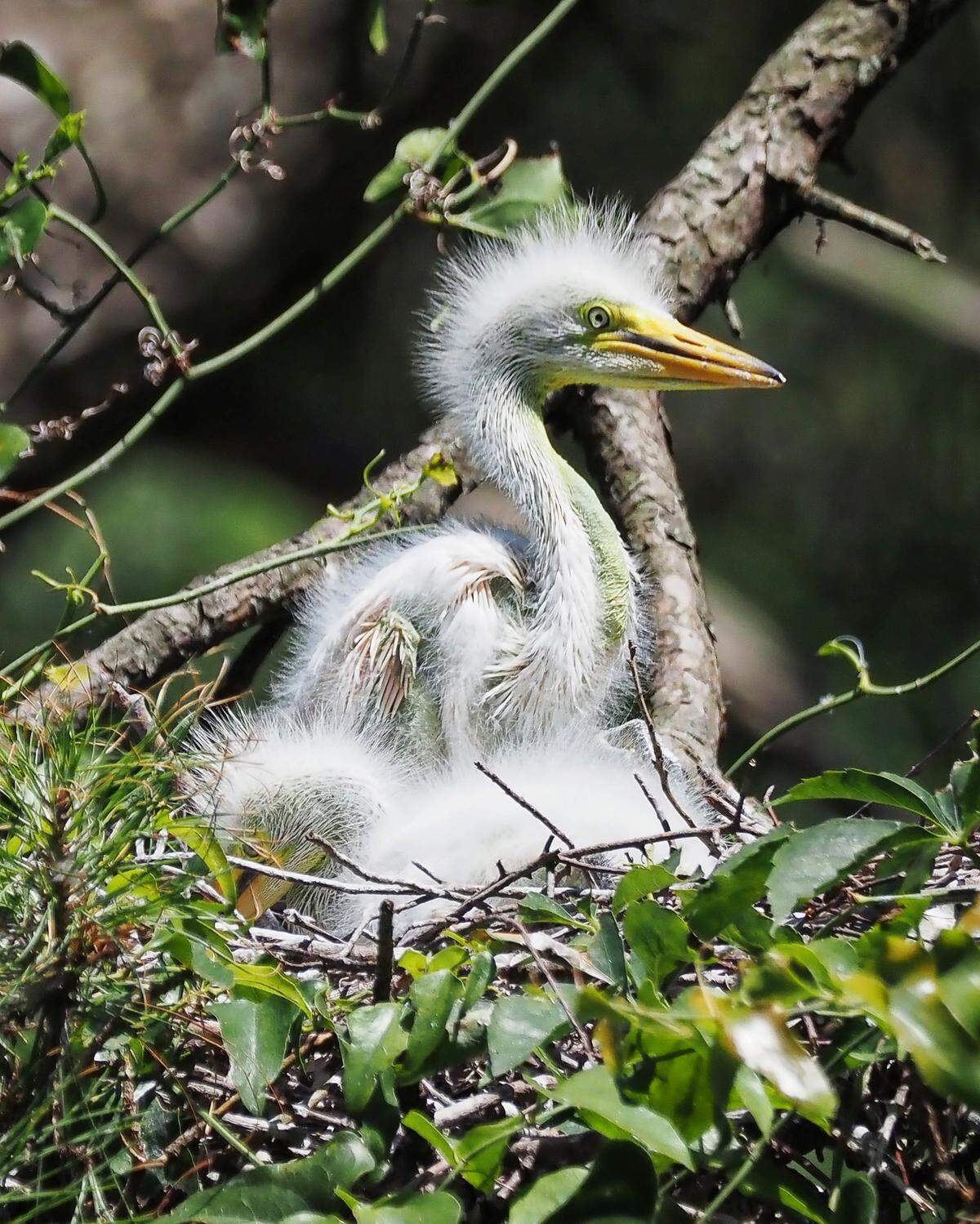 Two baby egrets are photographed here at the Indigo Run rookery, where hundreds of birds return each year to raise their young.