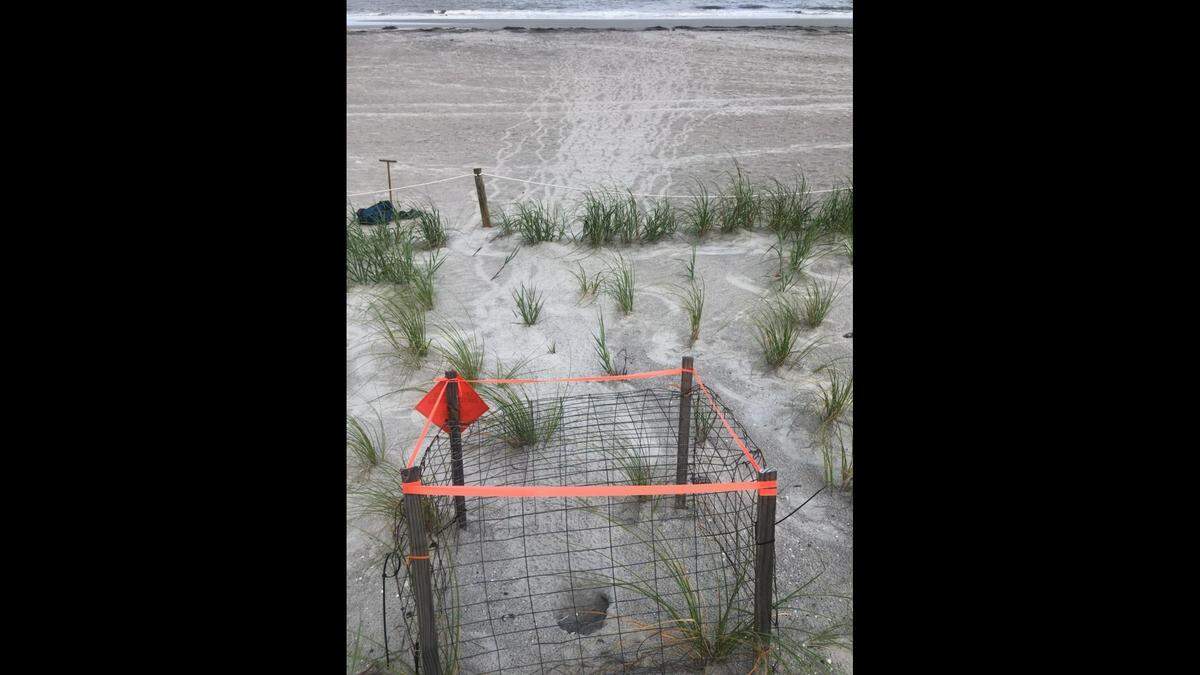 Turtle tracks lead from a nest to the ocean at Hunting Island. These tracks, photographed this turtle nesting season, were made following a “nest boil,” when dozens of hatchlings emerge from the sand simultaneously. It’s called a boil because it looks like the sand is boiling.