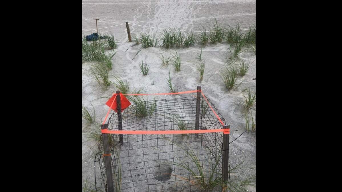 Turtle tracks lead from a nest to the ocean at Hunting Island. These tracks, photographed this turtle nesting season, were made following a “nest boil,” when dozens of hatchlings emerge from the sand simultaneously. It’s called a boil because it looks like the sand is boiling.