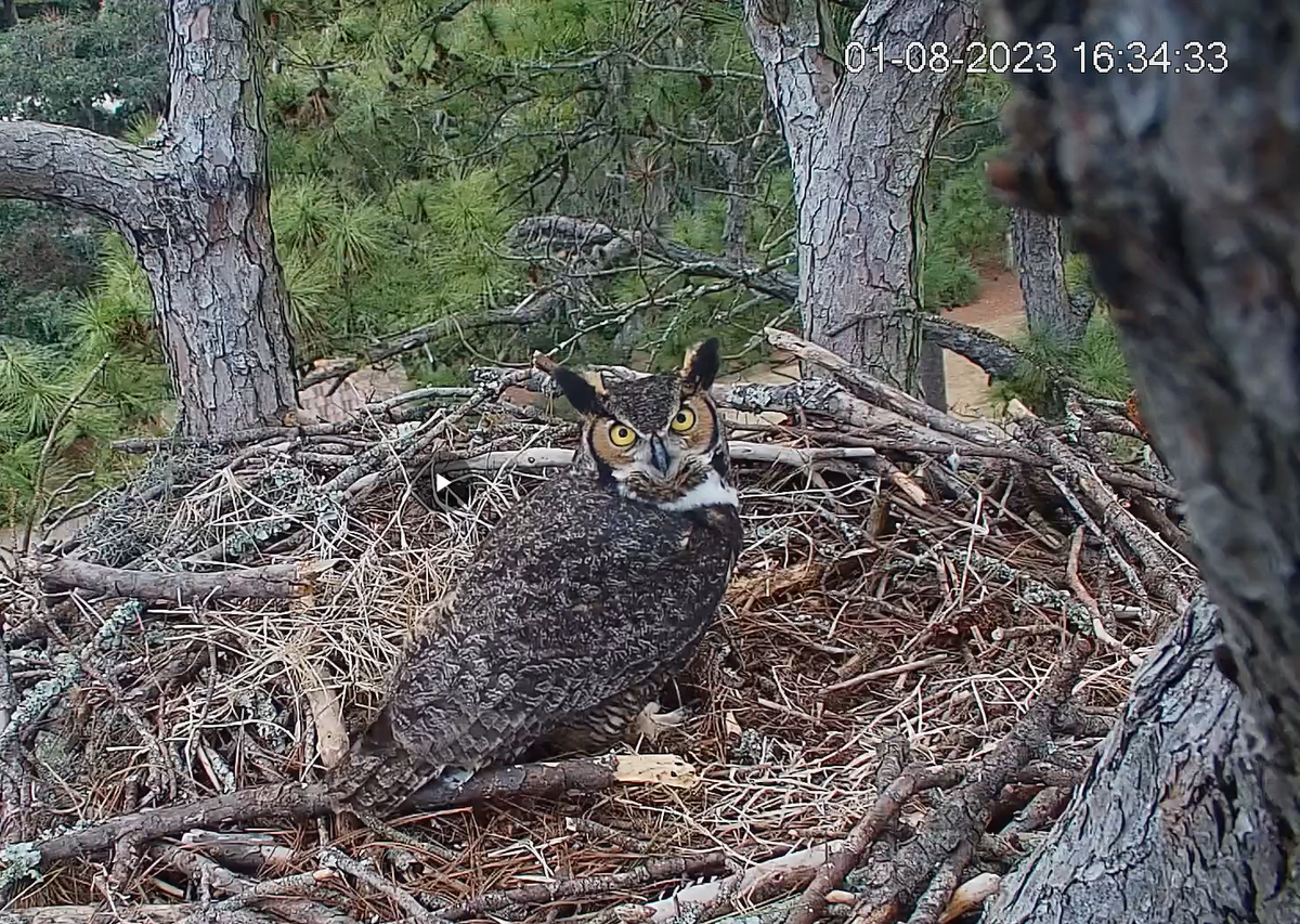 A great horned owl sits in what was once an eagle nest on Hilton Head Island. Formerly Eagle CAM, the Hilton Head Island Land Trust has renamed the livestream to Raptor CAM after two of the owls claimed the nest.