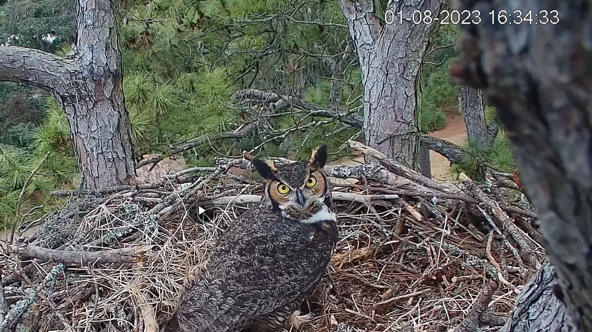 A great horned owl sits in what was once an eagle nest on Hilton Head Island. Formerly Eagle CAM, the Hilton Head Island Land Trust has renamed the livestream to Raptor CAM after two of the owls claimed the nest. Image courtesy of the Hilton Head Island Land Trust.