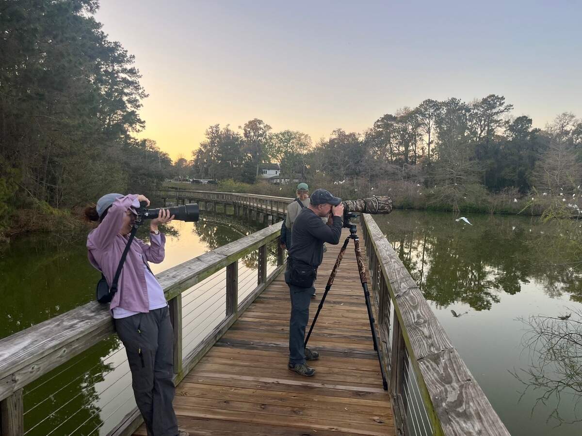 Nesting birds are congregating once again at Cypress Wetlands drawing interest from photographers and birders.