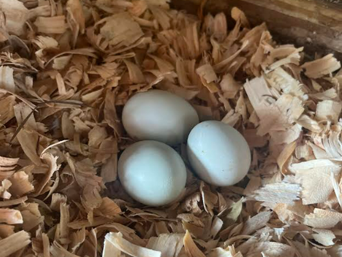 The first three eggs laid by the farm’s new flock.