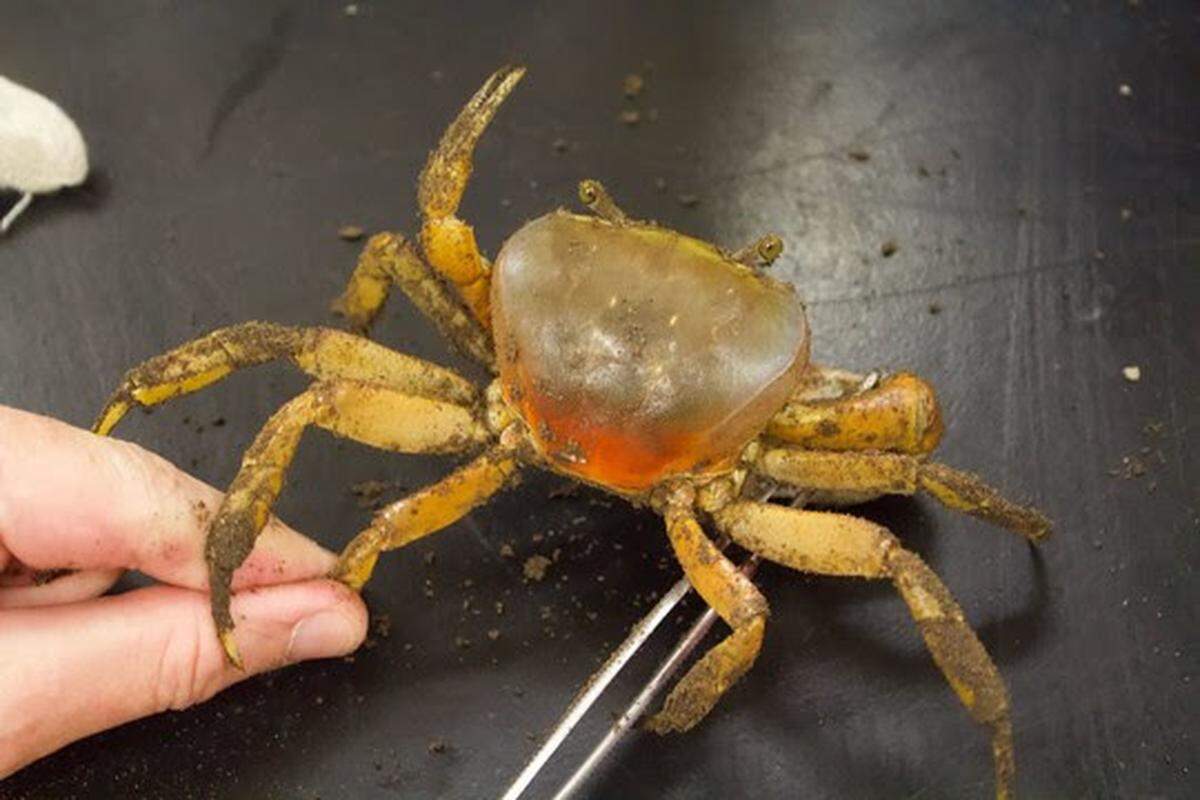 Young blue land crabs can range in color from orange to dark brown to purple, and SCDNR is asking that South Carolina residents send photos and report to the agency if they see non-native species in the state.