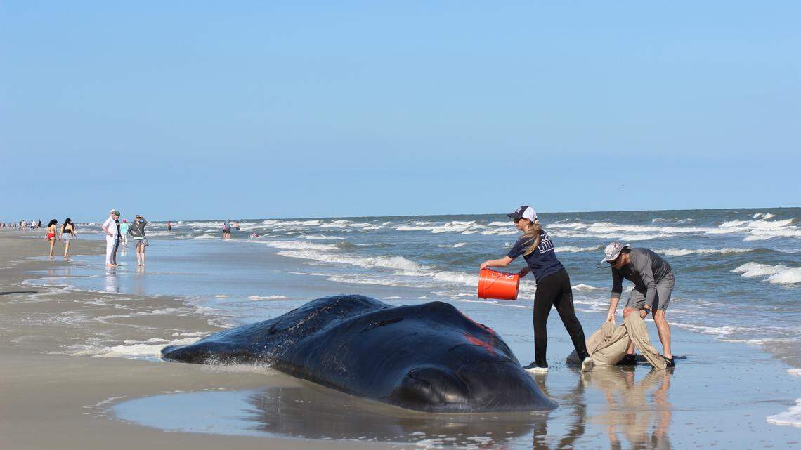 Why did a juvenile sperm whale wash up on Hilton Head? The proof isn’t in the blubber
