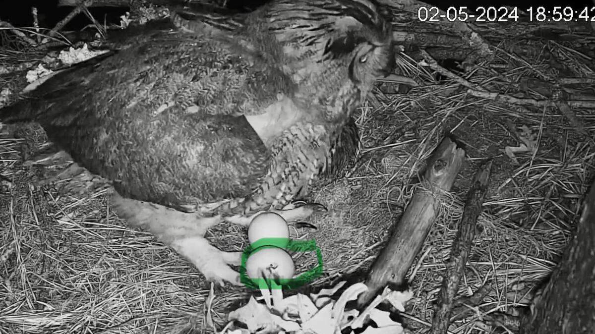 A green circle identifies the start of a hatching owlet, as seen on the Hilton Head Island Land Trust’s Raptor CAM on Monday evening, Feb. 5, 2024. The following morning, the trust announced via Facebook “We have our first owlet!”