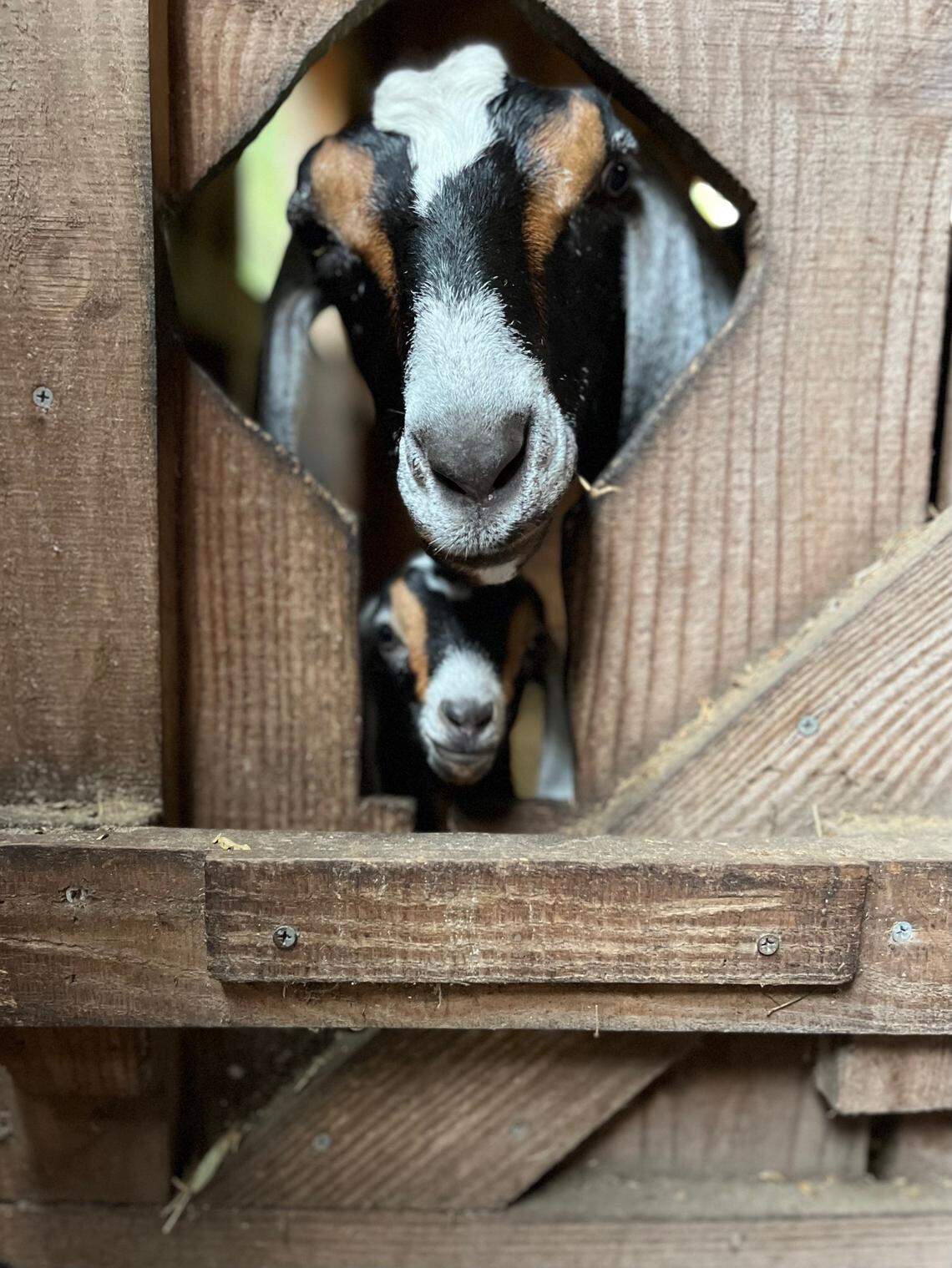 It’s not just birds on the farm; they have goats for goat cheese as well.