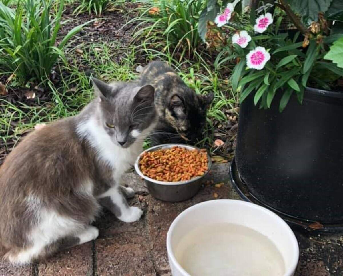 Gumbo and Muffin, cats who live in Old Town Bluffton, have a bite to eat.