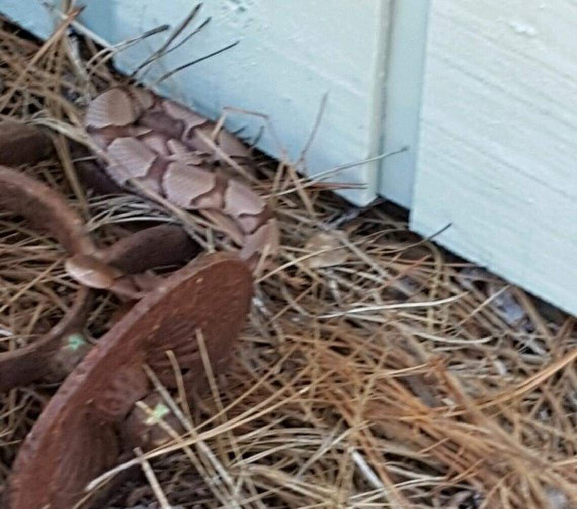 A copperhead snake in pine straw.