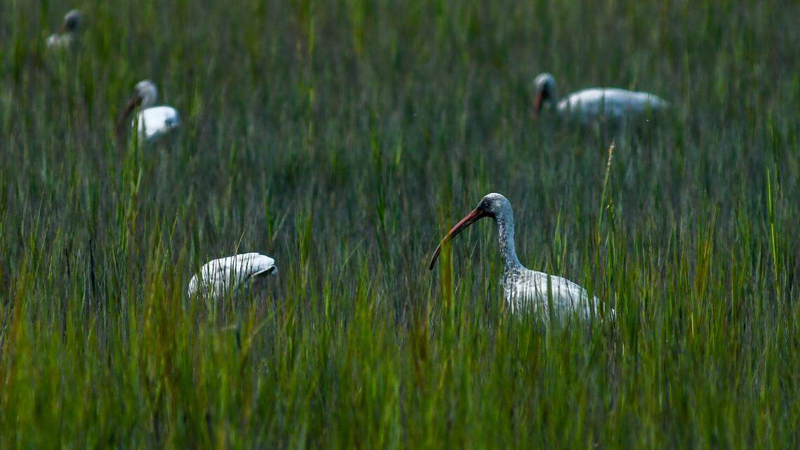 Immature white ibis’ forage for food in the marshes along Singleton Beach Road on Wednesday, Sept.13, 2023 on Hilton Head Island.