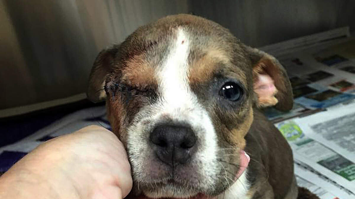 An approximately eight-week old female pit bull puppy recuperates at the Beaufort County Animal Shelter following an emergency surgery Thursday night to remove her eye that was infected. The puppy was brought into the shelter Thursday afternoon, and officials are investigating where it may have come from.