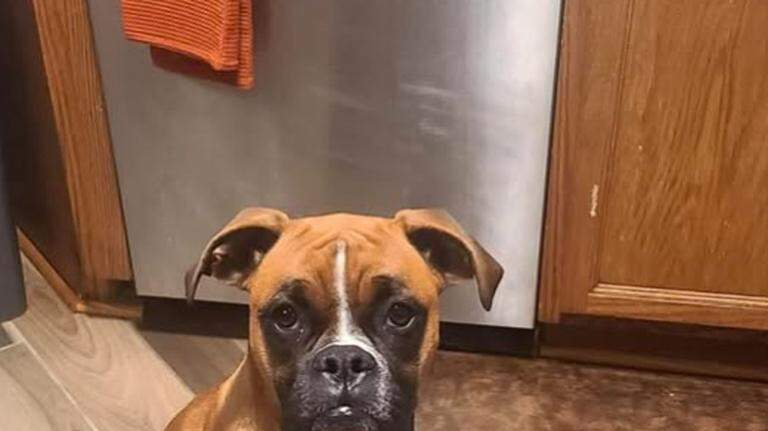 Hilton Head-area pet owners issued warning after lost dog ‘tragically’ killed by alligator