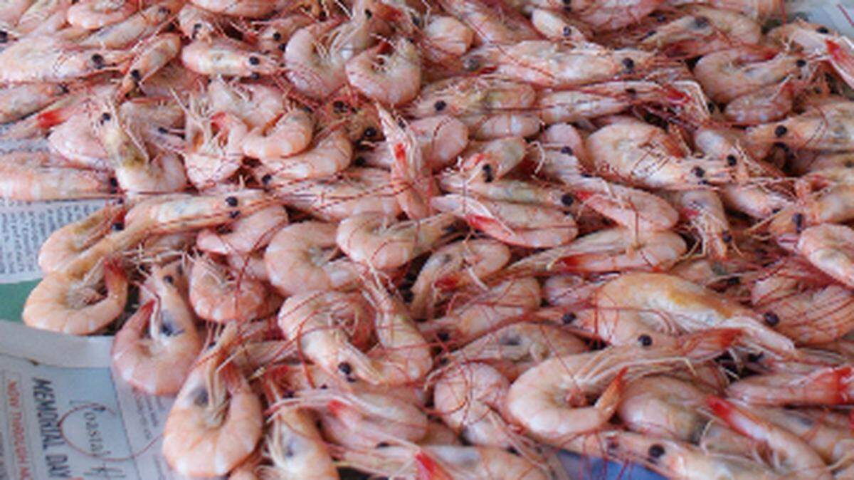 A good cache of sizable shrimp caught Sept. 7, after Hurricane Dorian, whets an appetite.