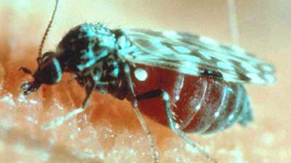 biting midge