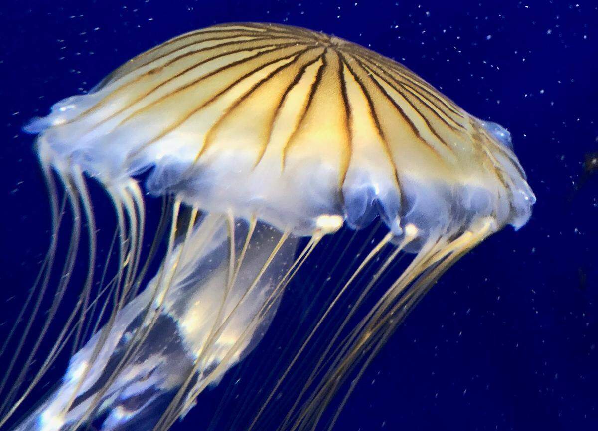 A sea nettle swims through an exhibit at the Georgia Aquarium in Atlanta on July 1, 2018.
